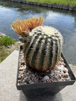 Preview: Echinocereus dasyanthus
